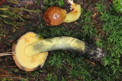 Cyanoboletus