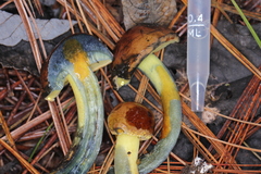 Cyanoboletus