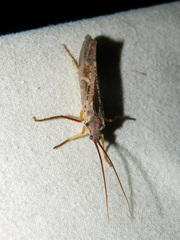 Nemotaulius hostilis