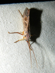 Nemotaulius hostilis