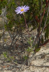 Olearia ciliata