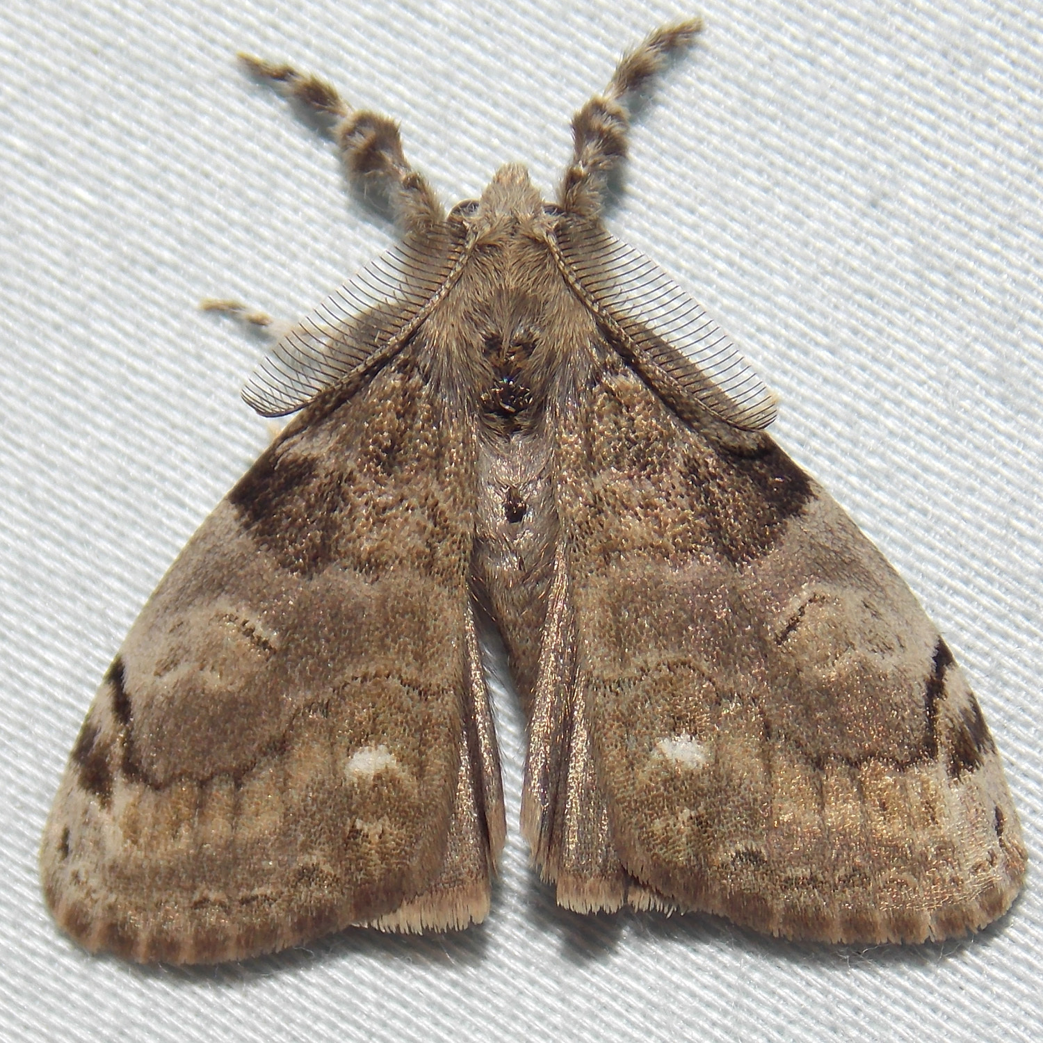 white marked tussock moth