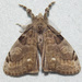 White-marked Tussock Moth - Photo (c) Fyn Kynd, some rights reserved (CC BY-SA), uploaded by Fyn Kynd