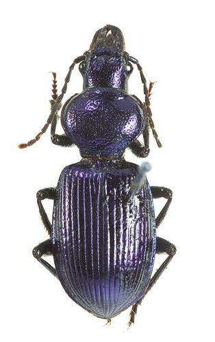 Chilotomus