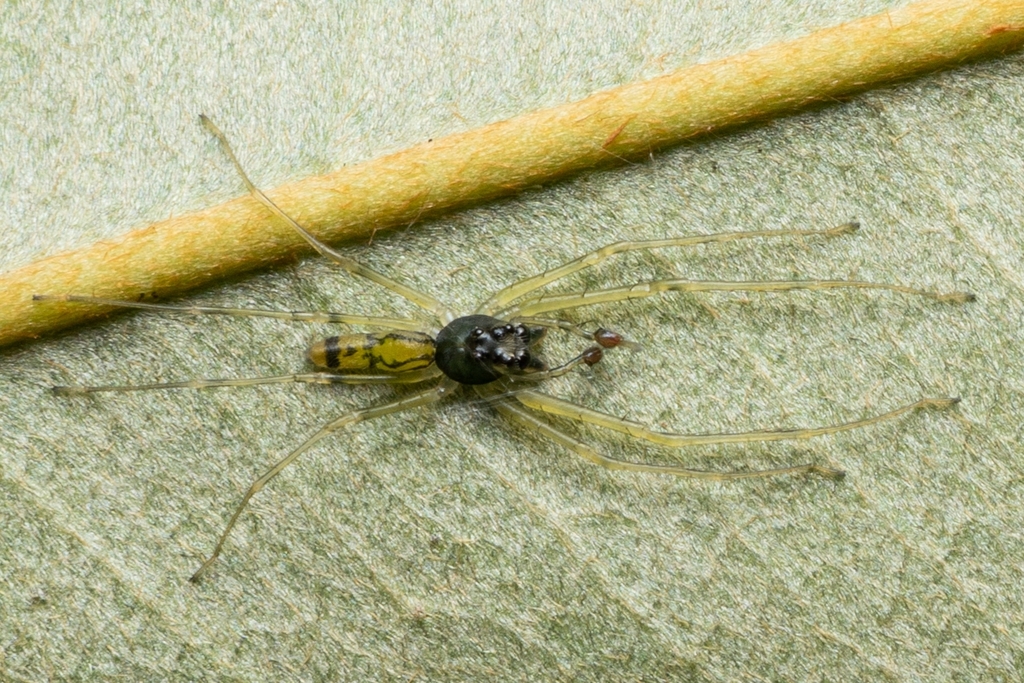 Lyssomanes hieroglyphicus