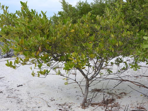 Green Buttonwood