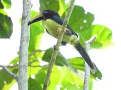 Pteroglossus inscriptus