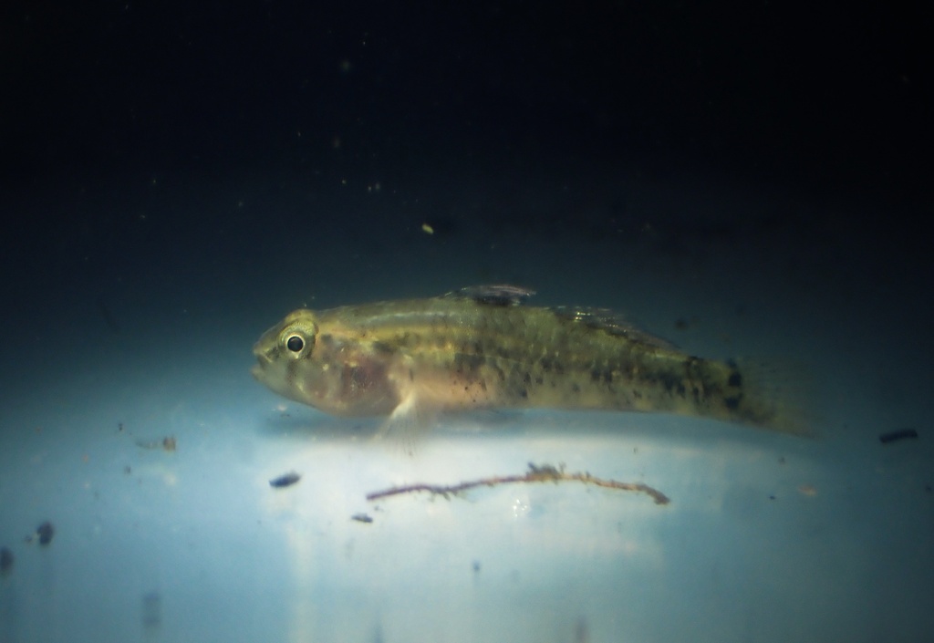 Dwarf Speckled Goby