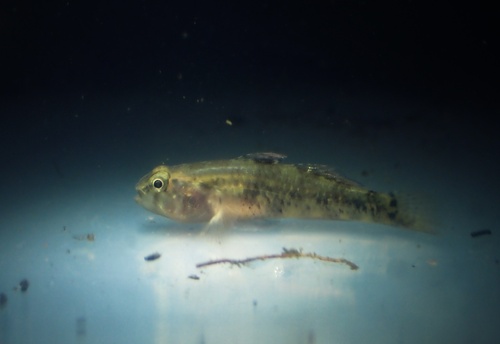 Redigobius nanus