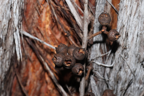 Red Stringybark (Eucalyptus macrorhyncha)