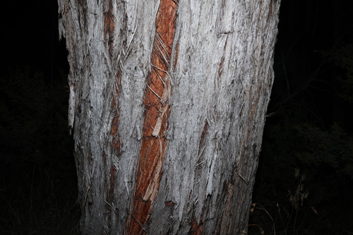 Eucalyptus macrorhyncha, photograph 6