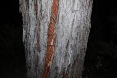 Eucalyptus macrorhyncha, photograph (c) Greg Tasney, some rights reserved (CC BY-SA)