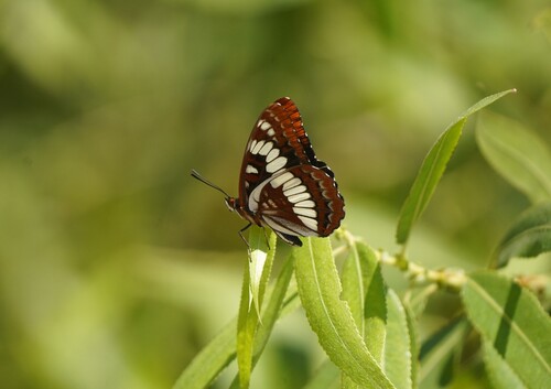 iNaturalist observation photo of Lorquin's Admiral