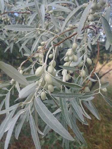 Elaeagnus angustifolia iNat (3)