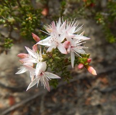 Calytrix alpestris