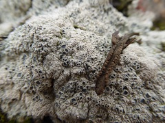 Ostropomycetidae