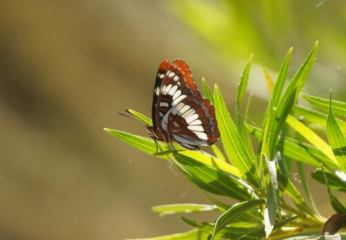 iNaturalist observation photo of Lorquin's Admiral