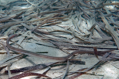 Fringed-Lipped Snake-Eel photo 4