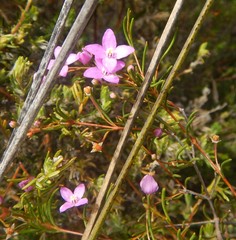Boronia filifolia