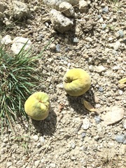 Prunus mira