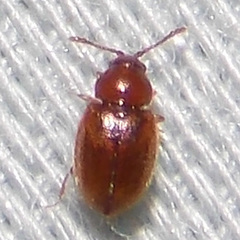 Atomaria
