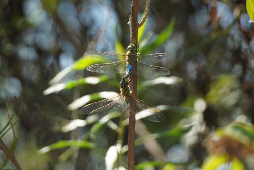 iNaturalist observation photo of Common Green Darner