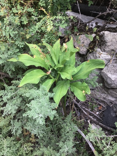 Yellow Cobra Lily (Arisaema flavum)