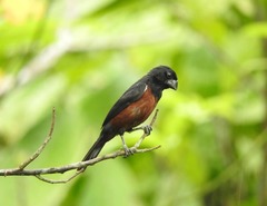 Sporophila angolensis