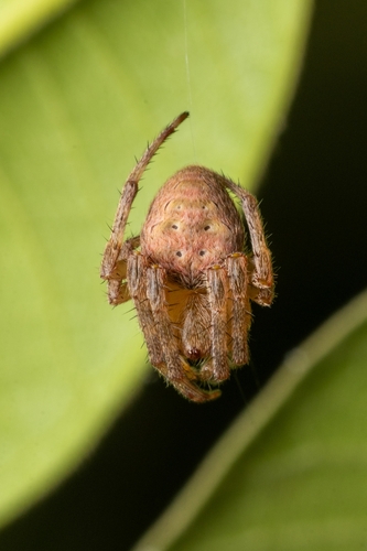 orb weavers