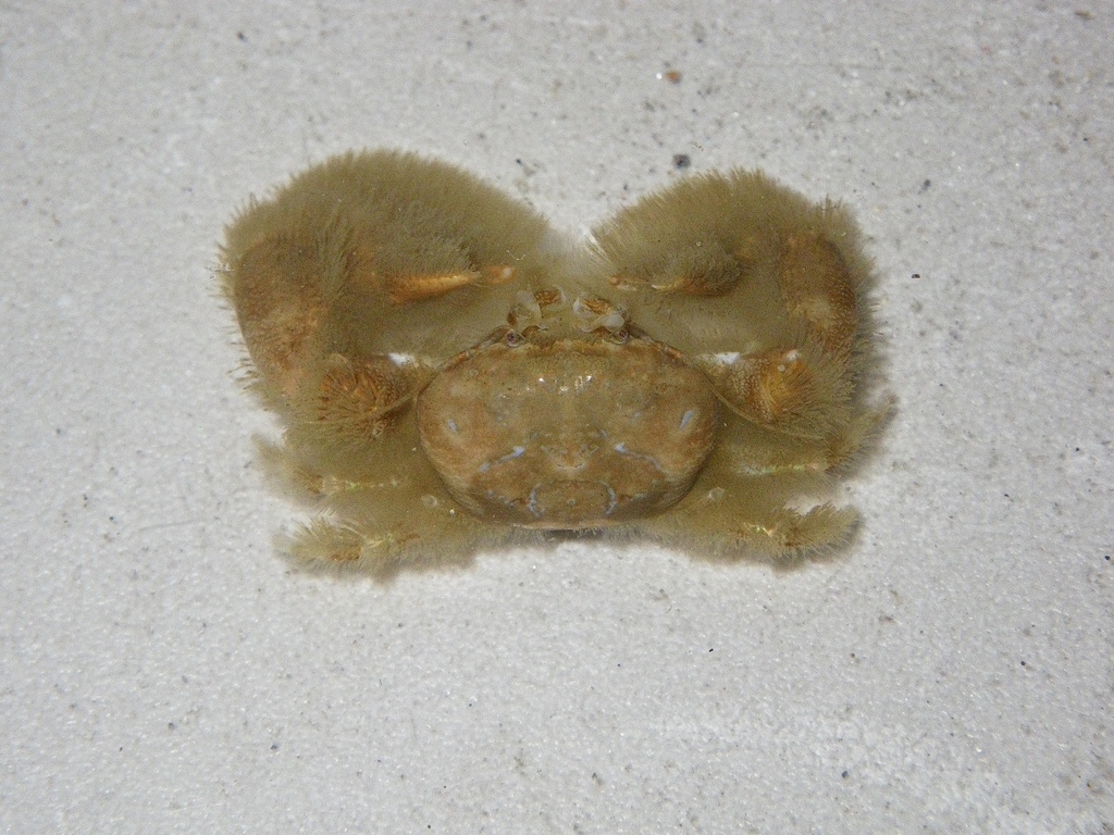 Polyonyx transversus