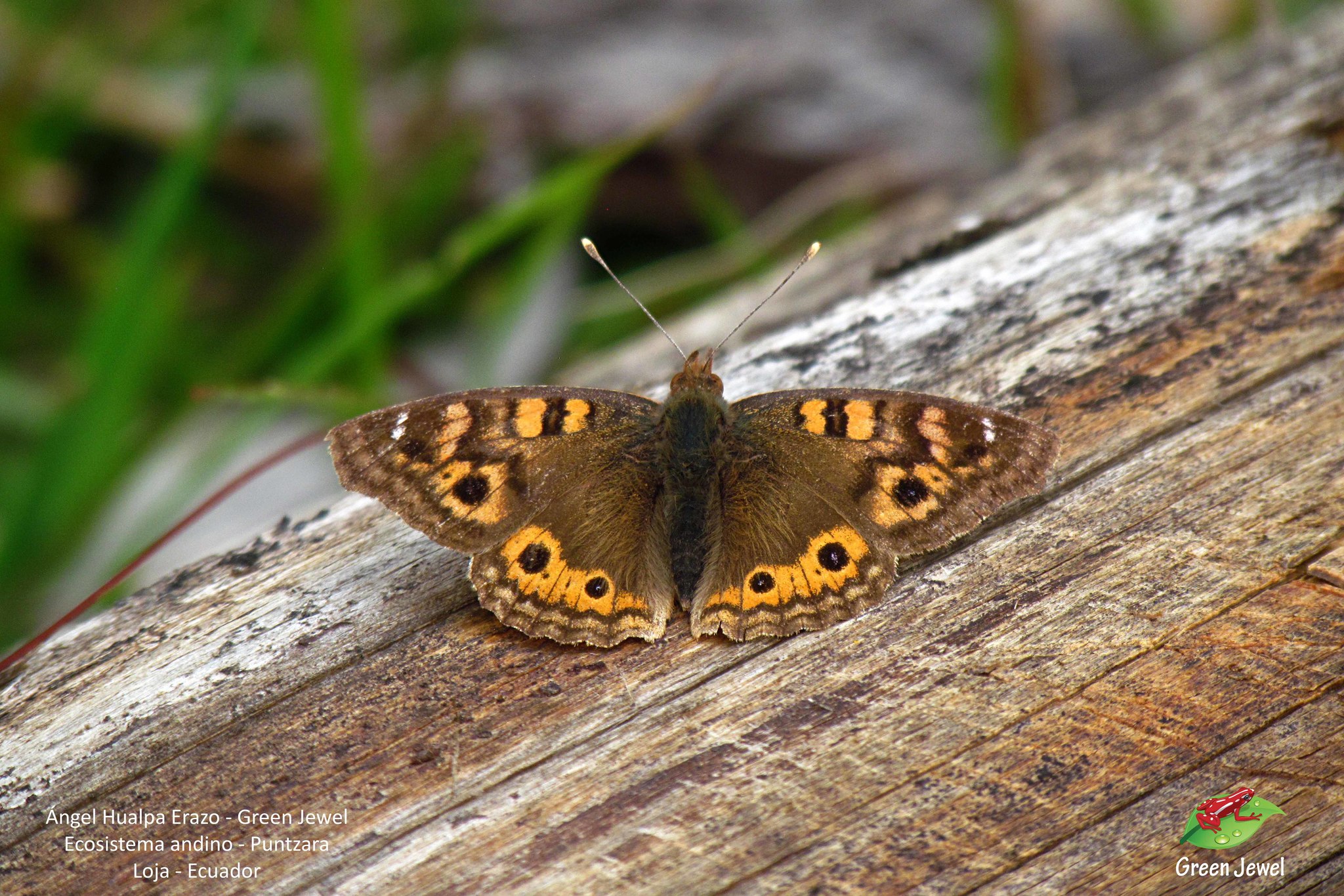 Junonia image