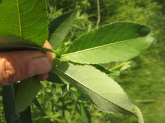 Salix myricoides