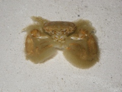 Polyonyx transversus