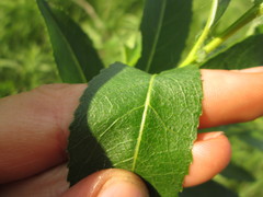 Salix myricoides