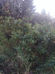 Ceanothus velutinus velutinus