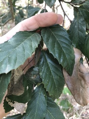 Aphananthe philippinensis