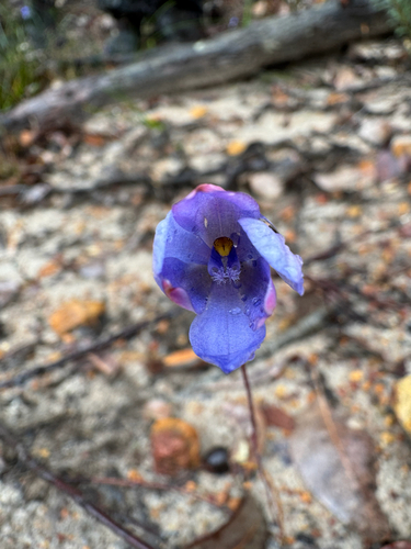 lilac sun orchid (Thelymitra cornicina)