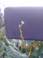Ceanothus velutinus velutinus