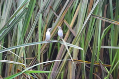 Ramsayornis modestus