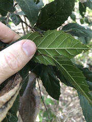 Aphananthe philippinensis