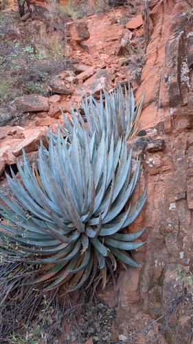 Agave utahensis