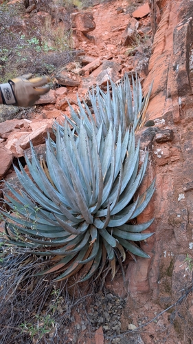 Agave utahensis