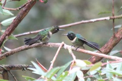 Heliangelus amethysticollis