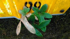 Pyrrosia polydactylos