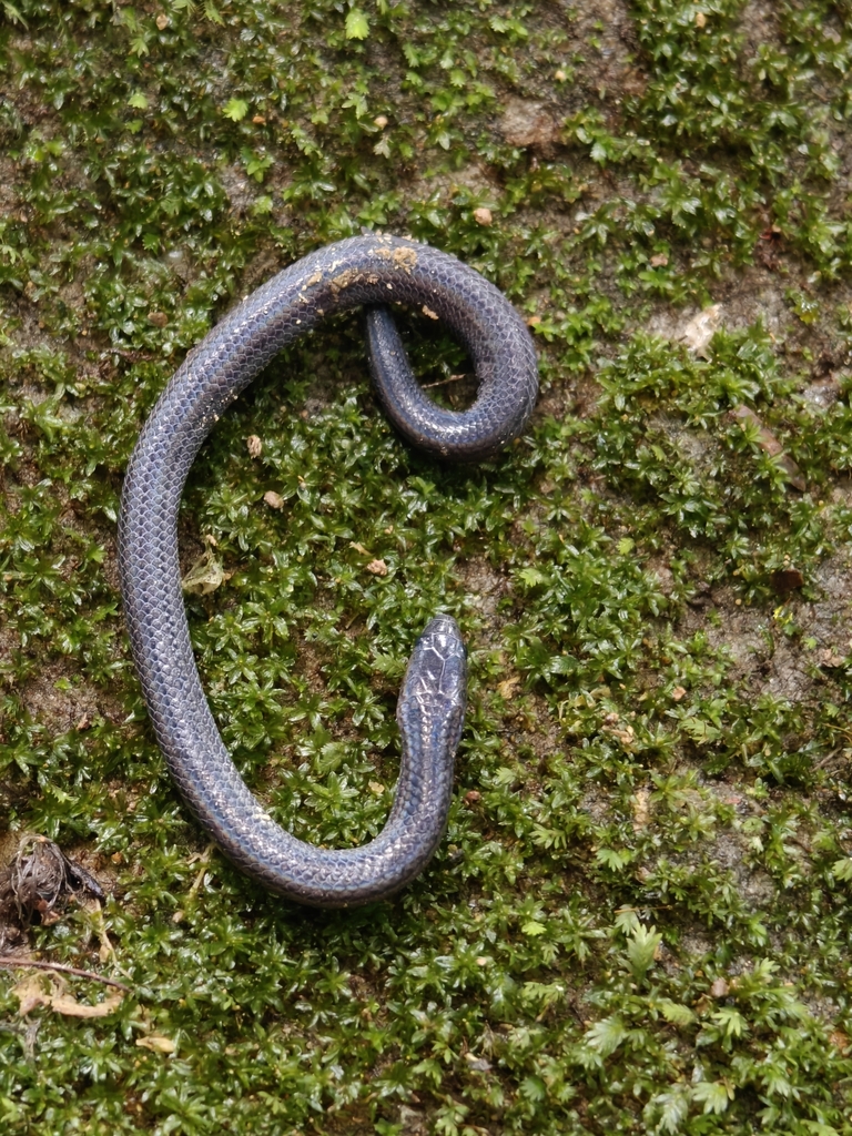 Blyth's Reticulate Snake