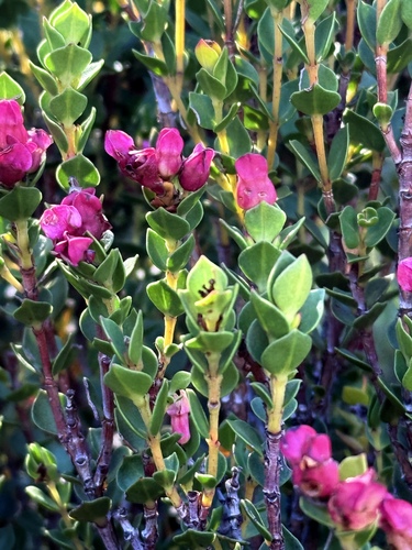 Peninsula Sissies (Brachysiphon fucatus)