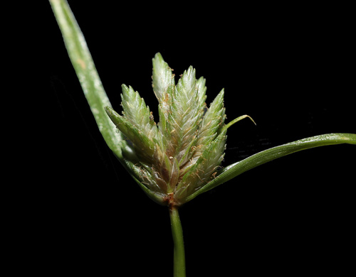 Japanese Flatsedge (Cyperus nipponicus)
