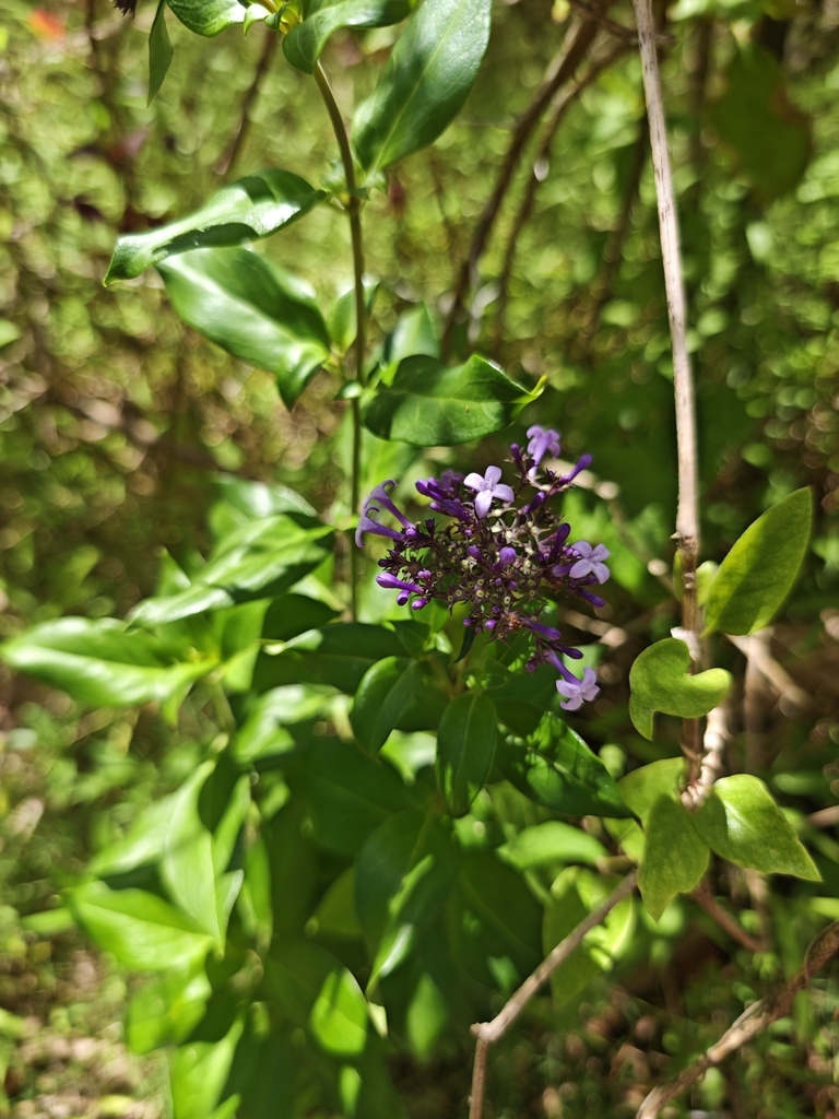 Hedyotis ovata (Hedyotis ovata)