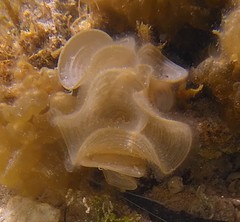 Padina australis