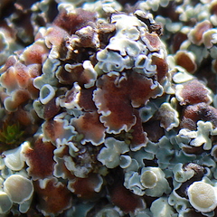 Rhizoplaca marginalis